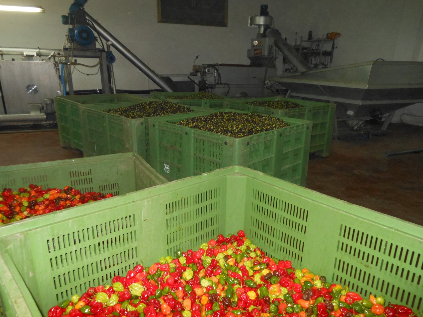 Peperoncino Mezzogiorno