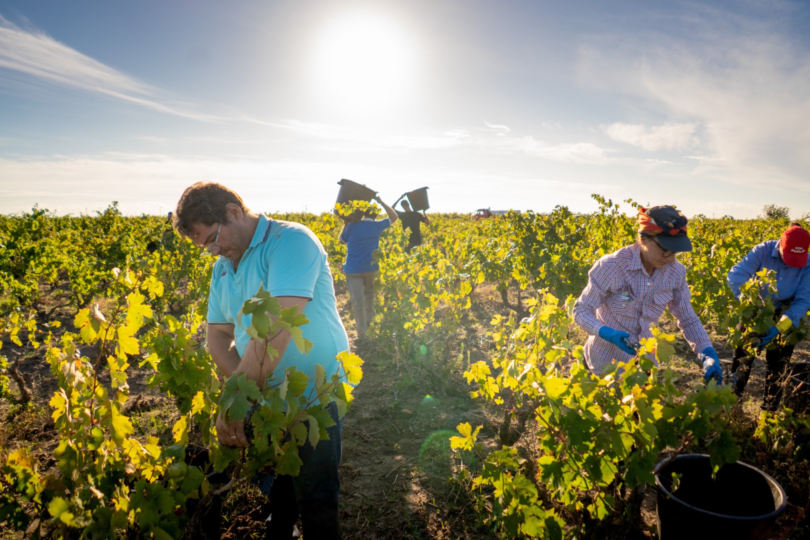 De Alberello-methode