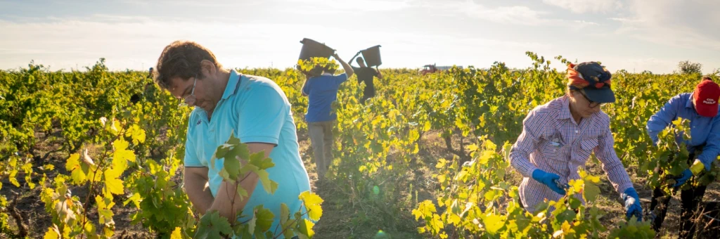 The Alberello method