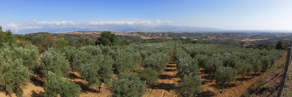 What makes olive oil great