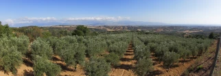 What makes olive oil great