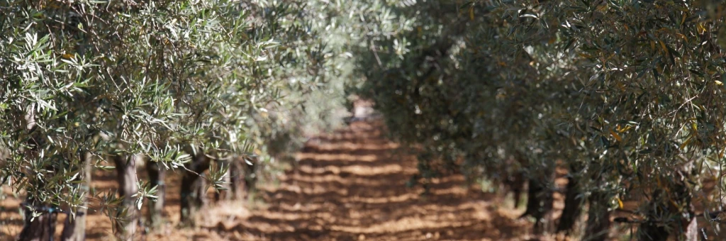Schaarste leidt tot hogere prijzen en meer gesjoemel