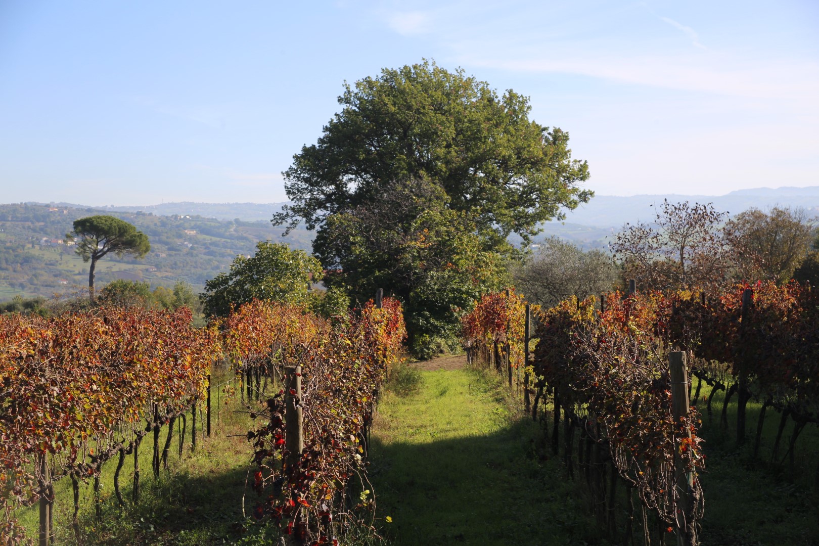 Aglianico druiven & Taurasi DOCG