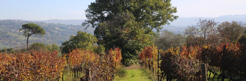 Aglianico and the Taurasi