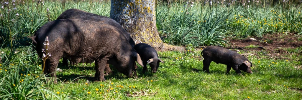 The secret of Guanciale