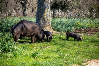 The secret of Guanciale